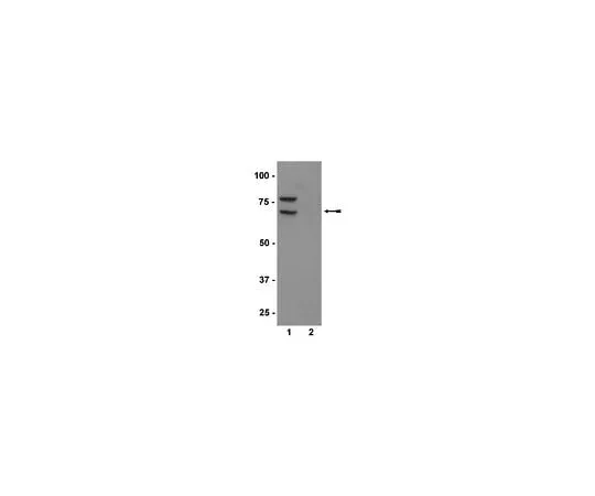 62-8385-56 Anti-phospho-PKR (Thr446); 100 μg 07-532
