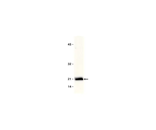 62-8371-01 Anti-Rac1, clone 23A8; 250 μg 05-389