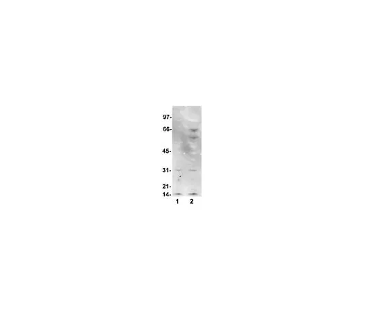 62-8392-46 Anti-Nitrotyrosine, clone 1A6, Alexa Fluor(R) 555 conjugate; 100 μg 16-227