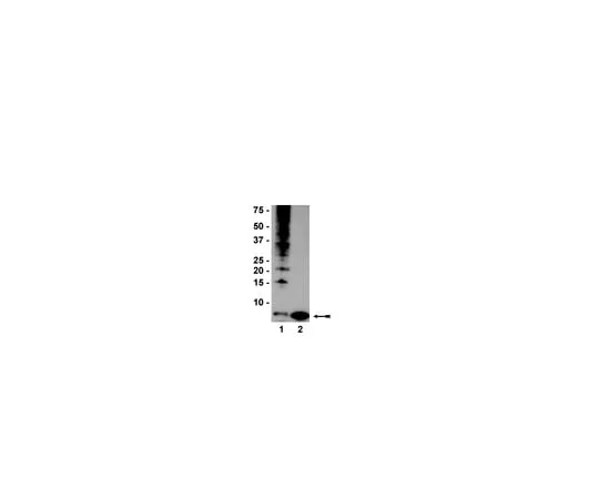 62-8373-83 Anti-Ubiquitin, clone P4D1-A11; 100 μg 05-944