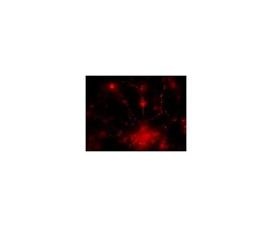 62-8394-62 LentiBrite(TM) PSD95-TagRFP LentiviralBBiosensor 17-10226