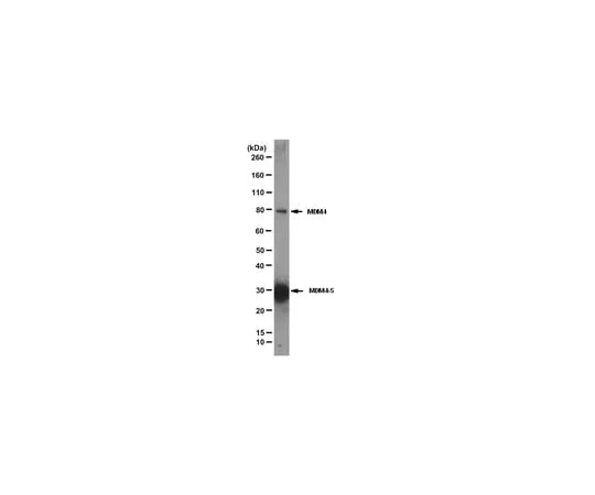 62-8369-41 Anti-MDM4, clone 7A8; 100 μg 04-1556