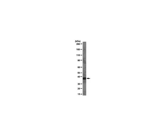 62-8369-13 Anti-hnRNP A1, clone 9H10; 100 μg 04-1469