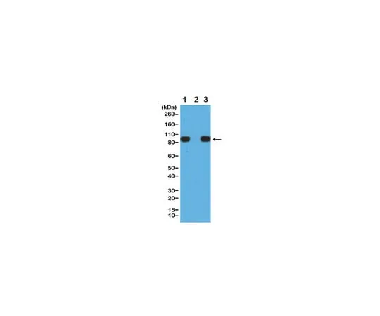 62-8369-85 Anti-Histidine Tag Antibody, clone RM146 04-1664
