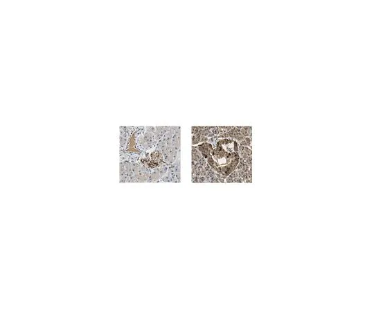 62-8447-88 Anti-PDX-1 Antibody AB3503-I