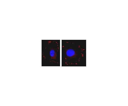 62-8392-53 Anti-FAK, clone 4.47, Alexa Fluor(R) 555 conjugate; 100 μg 16-234