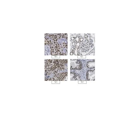 62-8459-03 Anti-CtBP-2 Antibody ABC924