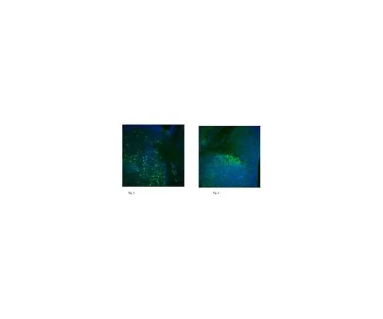 62-8466-38 Anti-Prospero homeobox protein 1/PROX1 ABN278