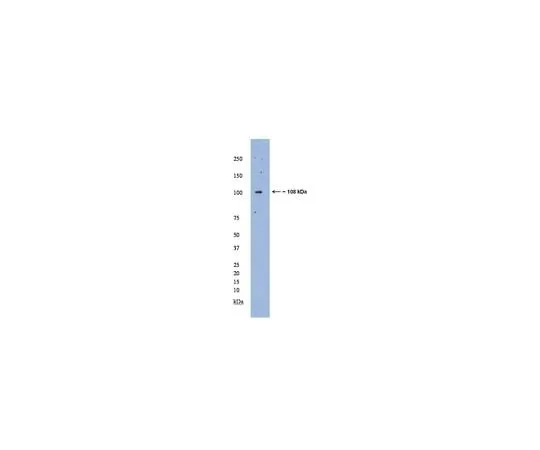 62-8455-42 Anti-MAML1; 100 μL AB15546