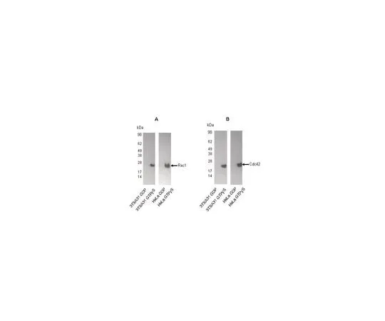 62-8393-38 Rac1/Cdc42 Activation Assay Kit; 30 assays 17-441
