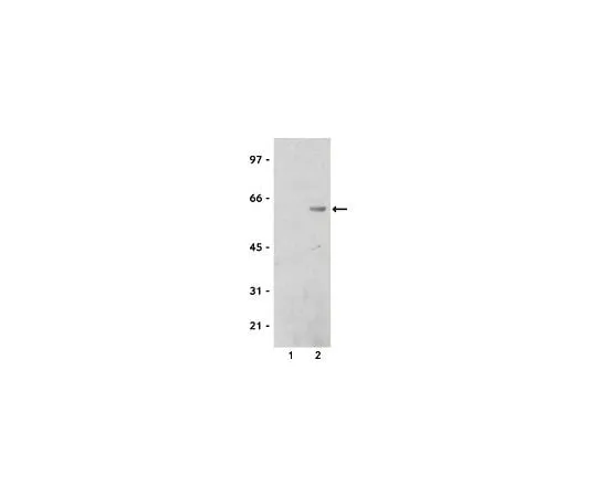 62-8385-36 Anti-Calmodulin Binding Protein Epitope Tag; 200 μL 07-482