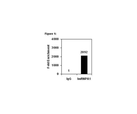 62-8367-62 RIPAb+(TM) hnRNPA1; 10 assays 03-204