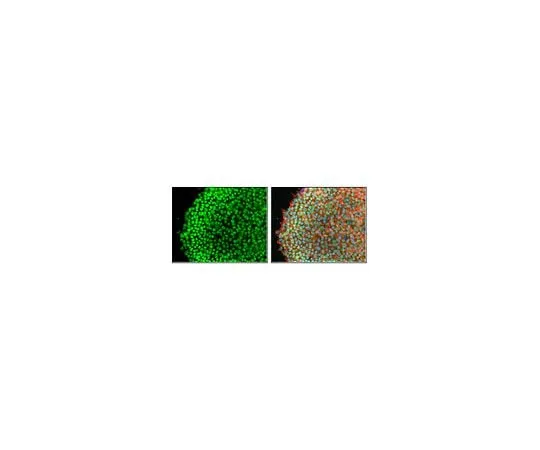 62-8459-77 Anti-SnoN ABD104