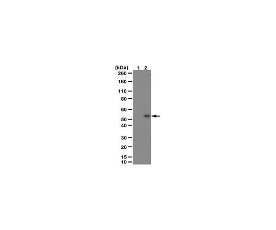 62-8448-57 Anti-phospho SMAD2 Antibody (Ser465/467) AB3849-I