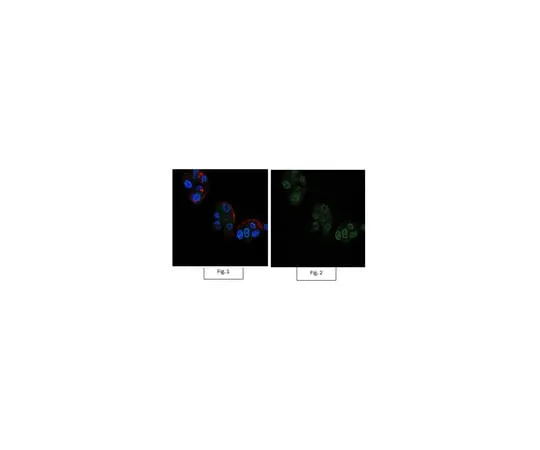 62-8372-15 Anti-Bmi-1 Antibody, clone F6, Alexa Fluor(R) 488 05-637-AF488