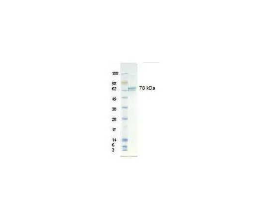 62-8388-99 Vitronectin, human recombinant; 500 μg 08-126