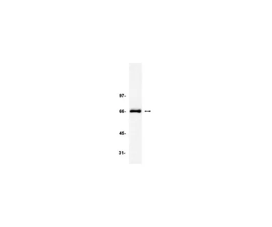 62-8371-56 Anti-TRF2, clone 4A794; 100 μg 05-521