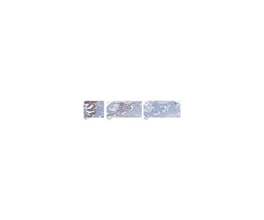 62-8369-42 Anti-SIRT1, clone 10E4; 200 μL 04-1557