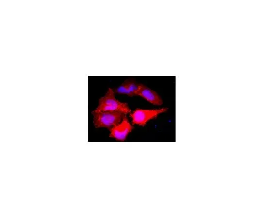 62-8392-68 Anti-Myc Tag, clone 9E10, Alexa Fluor(R) 555 conjugate; 100 μg 16-263