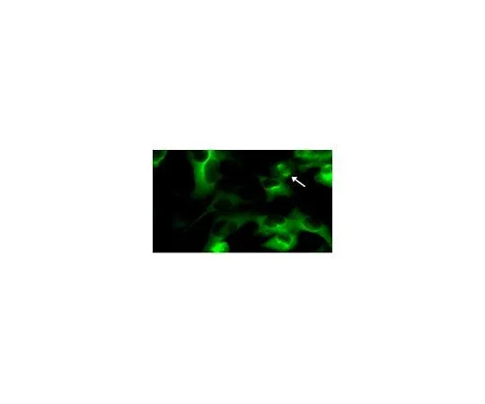 62-8394-52 LentiBrite(TM) GFP-Tubulin Lentiviral Biosensor 17-10206