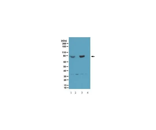 62-8388-51 Anti-phospho PIX (Ser340); 100 μL 7-01