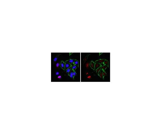 62-8460-05 Anti-RNA polymerase II subunit B1; 100 μg ABE30
