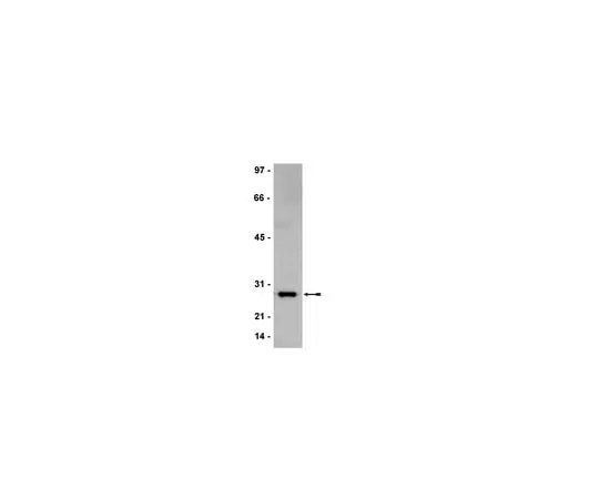 62-8373-24 Anti-Bcl2, clone AW604; 200 μg 05-826