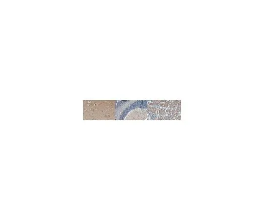 62-8384-84 Anti-Cu/Zn-SOD Antibody 07-403-I