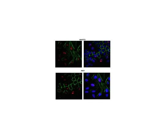 62-8460-31 Anti-PRDM12; 100 μg ABE95