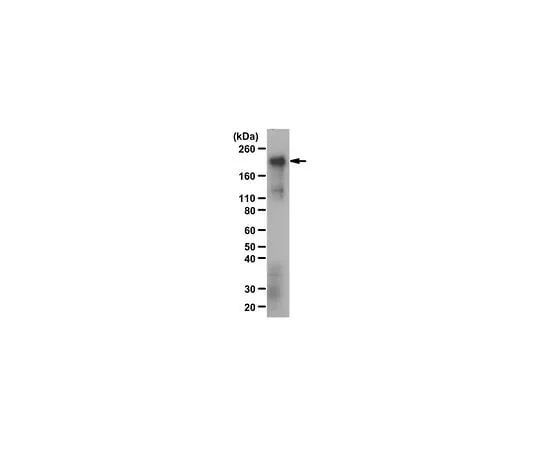 62-8460-70 Anti-CUX1 (a.a. 861) ABE217