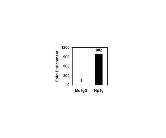 62-8394-13 EZ-Magna ChIP(TM) A/G Chromatin Immunoprecipitation Kit; 22 assays 17-10085