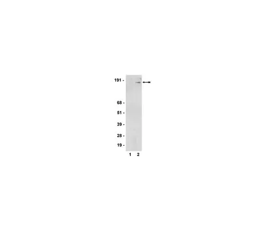 62-8372-96 Anti-phospho-SMC1 (Ser957), clone 5D11G5; 200 μg 05-786