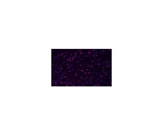 62-8381-53 Anti-phospho-CREB (Ser133) Antibody, Alexa Fluor(R)647 conjugate 06-519-AF647
