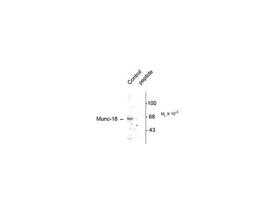 62-8453-70 Anti-phospho-Munc-18 (Ser515); 100 μL AB9842