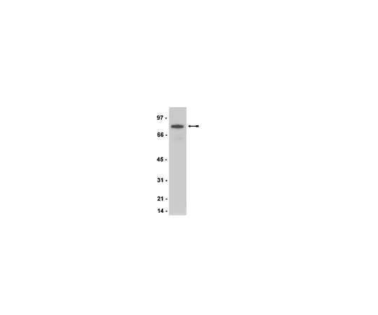 62-8392-37 Anti-Myc Tag, clone 4A6, biotin conjugate; 100 μg 16-212