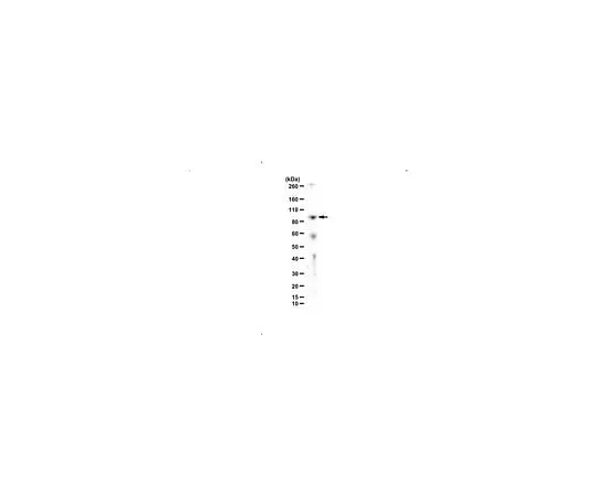 62-8464-03 Anti-TDRD3 ABE1868