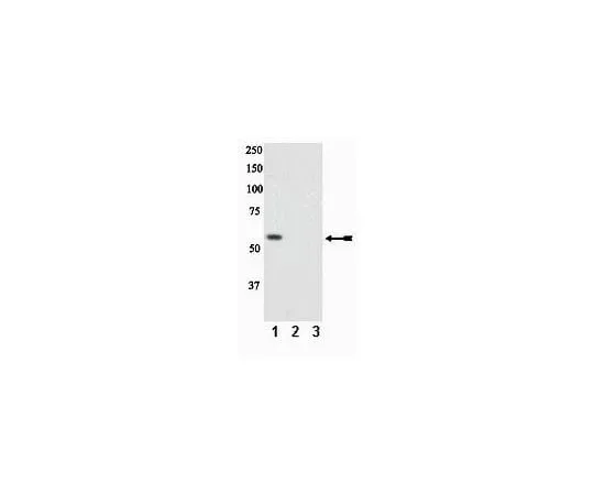 62-8386-94 anti-phospho-PTEN (Ser370); 100 μL 07-889