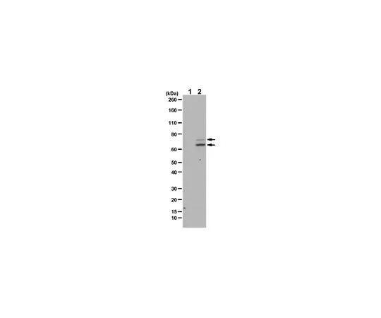 62-8465-17 Anti-phospho-Syk (Tyr323) ABF1207