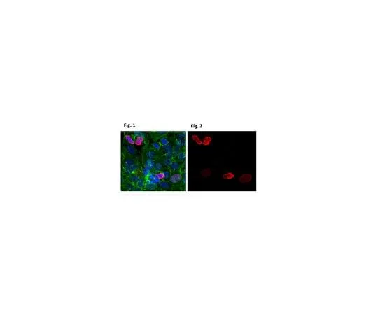 62-8381-66 Anti-phospho-Histone H3 (Ser10) Antibody, Alexa Fluor(R) 555 Conj 06-570-AF555