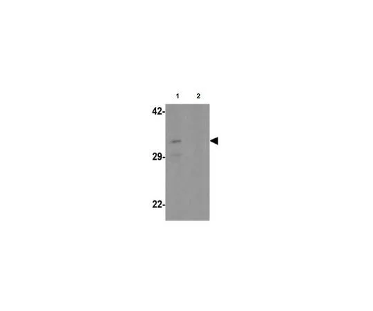 62-8457-66 Anti-CLEC2A ABC328