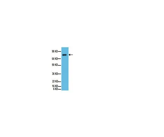 62-8456-23 Anti-ADAM 10, C-terminus; 100 μg AB19026