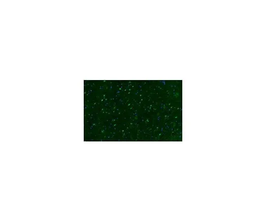 62-8381-52 Anti-phospho-CREB (Ser133) Antibody, Alexa Fluor(R) 488 conjugate 06-519-AF488