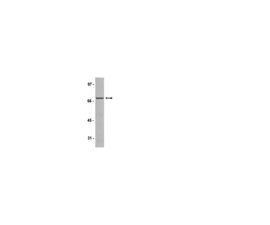 62-8368-44 Anti-Raf-1, clone AM223; 100 μL 04-739
