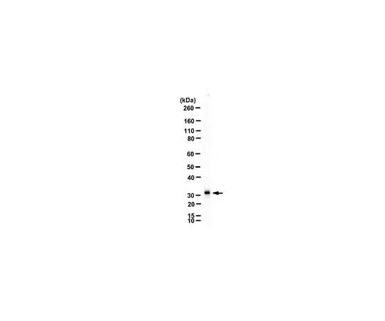 62-8459-33 Anti-APH-1A Antibody ABC1696