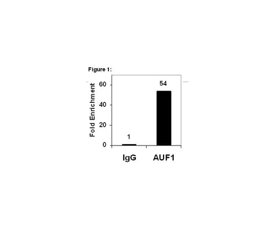62-8367-44 RIPAb+(TM) AUF1; 10 assays 03-111