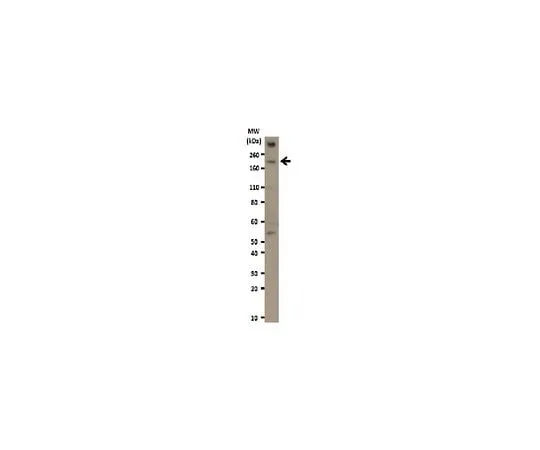 62-8389-13 Anti-REST; 100 μg 09-019