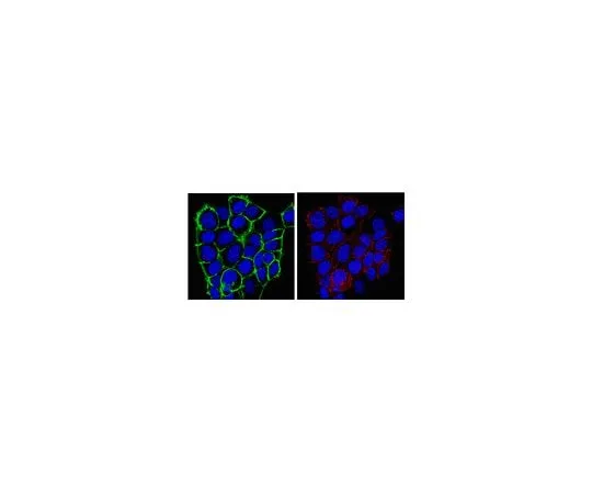62-8382-76 Anti-Frizzled-7; 100 μg 06-1063