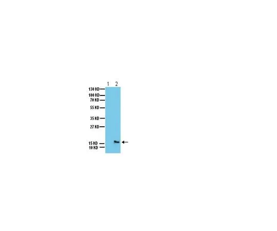 62-8383-87 Anti-phospho-H2A.X (Ser139); 200 μg 07-164
