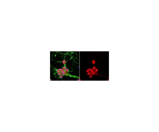 62-8465-46 Anti-Fox-3; 100 μg ABN51