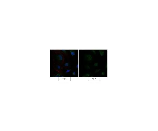 62-8450-47 Anti-Sox9 Antibody, Alexa Fluor(R) 488 conjugate AB5535-AF488